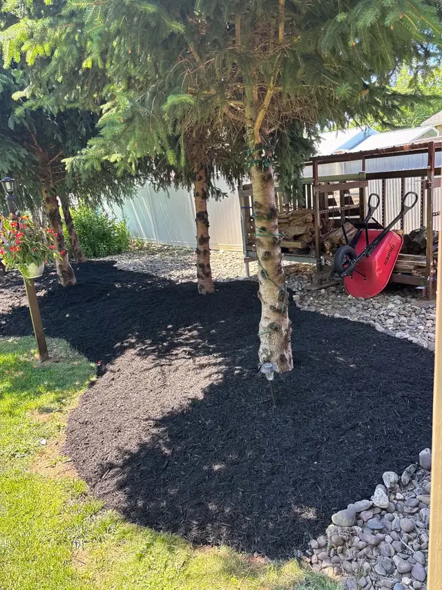 The same shade bed after weeds were cleared and black mulch was installed