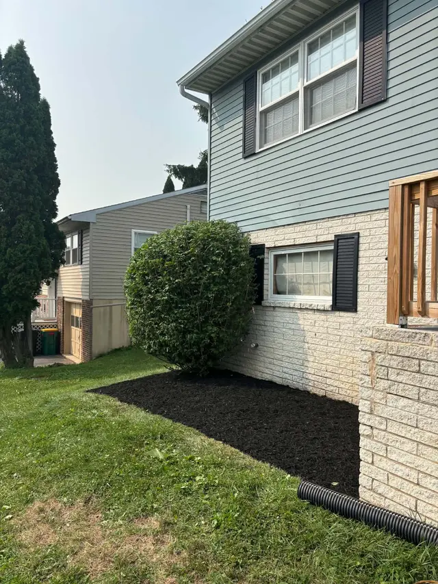 The shrub trimmed back with a fresh mulch bed around it